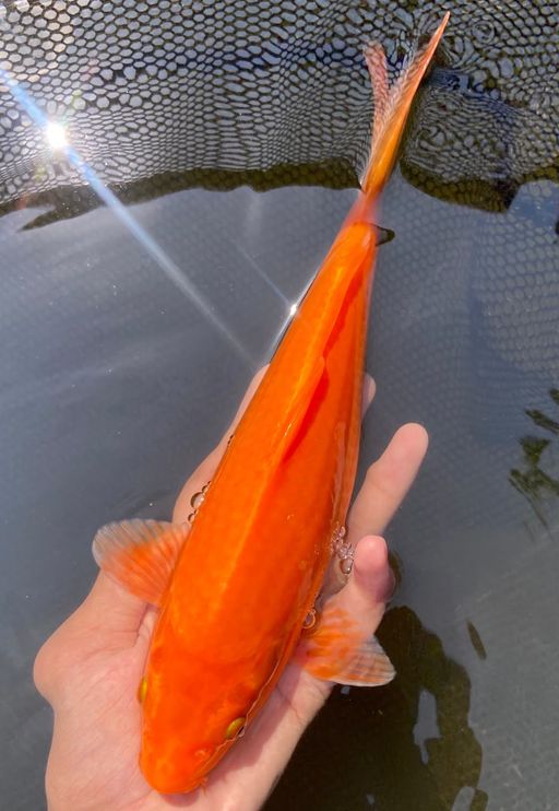 Lelang Koi Online, Jual Beli Ikan Koi, Pusat Jual Beli Koi, Info Lelang Koi Hari Ini, Platform Jual Beli Koi, Jual Beli Ikan Koi Online, Marketplace Ikan Koi, Jual Koi Terbaik, Tempat Beli Koi Berkualitas, Pasar Ikan Koi Online Terpercaya, Penjual Ikan Koi Terpercaya, Beli Koi Hias Online, Ikan Koi untuk Dijual, Koi Kualitas Terbaik, Toko Online Ikan Koi, Koi Hias Untuk Dijual, Jual Beli Ikan Koi Lokal, Koi Indonesia Online, Pusat Jual Beli Koi Terbesar