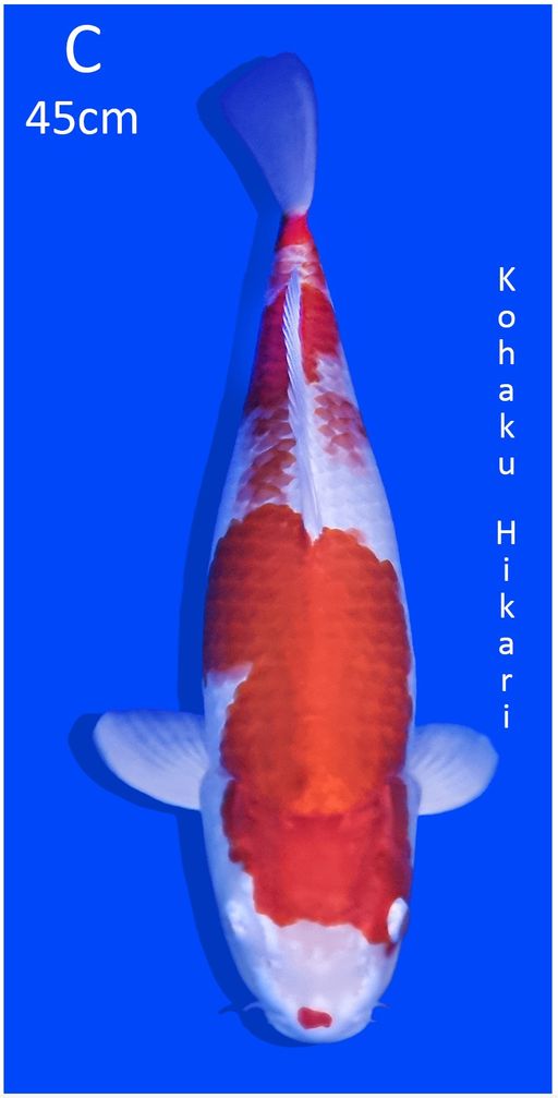 Lelang Koi Online, Jual Beli Ikan Koi, Pusat Jual Beli Koi, Info Lelang Koi Hari Ini, Platform Jual Beli Koi, Jual Beli Ikan Koi Online, Marketplace Ikan Koi, Jual Koi Terbaik, Tempat Beli Koi Berkualitas, Pasar Ikan Koi Online Terpercaya, Penjual Ikan Koi Terpercaya, Beli Koi Hias Online, Ikan Koi untuk Dijual, Koi Kualitas Terbaik, Toko Online Ikan Koi, Koi Hias Untuk Dijual, Jual Beli Ikan Koi Lokal, Koi Indonesia Online, Pusat Jual Beli Koi Terbesar