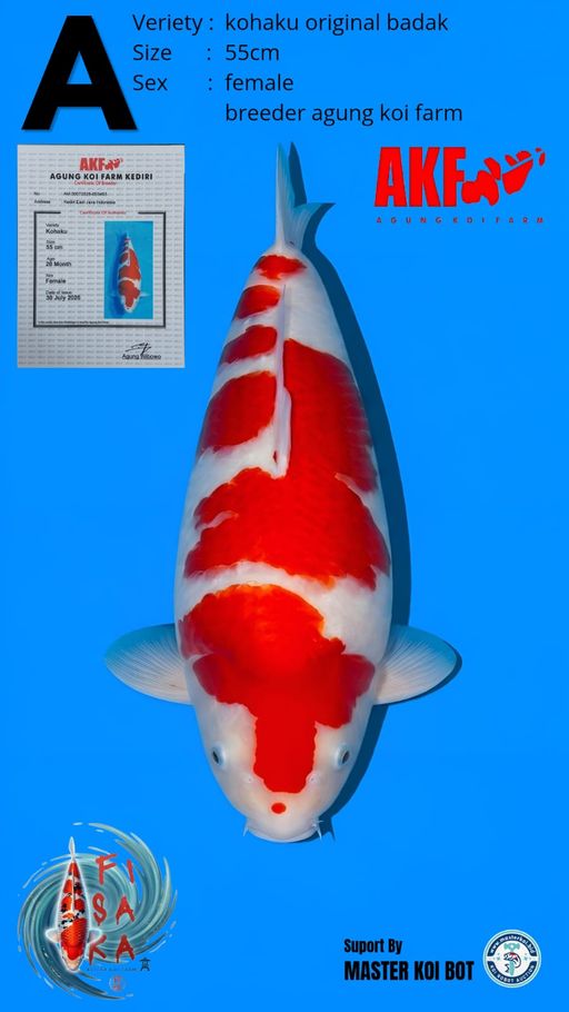 Lelang Koi Online, Jual Beli Ikan Koi, Pusat Jual Beli Koi, Info Lelang Koi Hari Ini, Platform Jual Beli Koi, Jual Beli Ikan Koi Online, Marketplace Ikan Koi, Jual Koi Terbaik, Tempat Beli Koi Berkualitas, Pasar Ikan Koi Online Terpercaya, Penjual Ikan Koi Terpercaya, Beli Koi Hias Online, Ikan Koi untuk Dijual, Koi Kualitas Terbaik, Toko Online Ikan Koi, Koi Hias Untuk Dijual, Jual Beli Ikan Koi Lokal, Koi Indonesia Online, Pusat Jual Beli Koi Terbesar