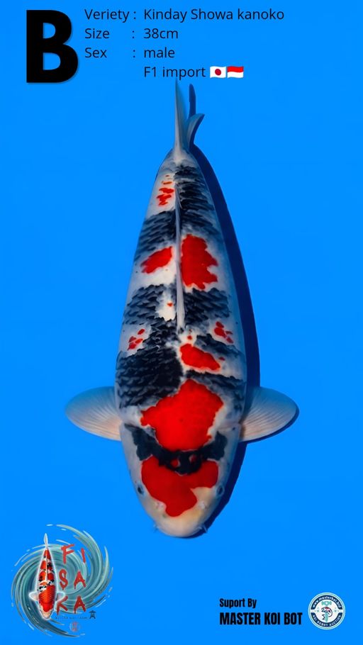 Lelang Koi Online, Jual Beli Ikan Koi, Pusat Jual Beli Koi, Info Lelang Koi Hari Ini, Platform Jual Beli Koi, Jual Beli Ikan Koi Online, Marketplace Ikan Koi, Jual Koi Terbaik, Tempat Beli Koi Berkualitas, Pasar Ikan Koi Online Terpercaya, Penjual Ikan Koi Terpercaya, Beli Koi Hias Online, Ikan Koi untuk Dijual, Koi Kualitas Terbaik, Toko Online Ikan Koi, Koi Hias Untuk Dijual, Jual Beli Ikan Koi Lokal, Koi Indonesia Online, Pusat Jual Beli Koi Terbesar