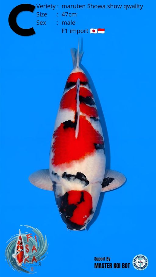 Lelang Koi Online, Jual Beli Ikan Koi, Pusat Jual Beli Koi, Info Lelang Koi Hari Ini, Platform Jual Beli Koi, Jual Beli Ikan Koi Online, Marketplace Ikan Koi, Jual Koi Terbaik, Tempat Beli Koi Berkualitas, Pasar Ikan Koi Online Terpercaya, Penjual Ikan Koi Terpercaya, Beli Koi Hias Online, Ikan Koi untuk Dijual, Koi Kualitas Terbaik, Toko Online Ikan Koi, Koi Hias Untuk Dijual, Jual Beli Ikan Koi Lokal, Koi Indonesia Online, Pusat Jual Beli Koi Terbesar