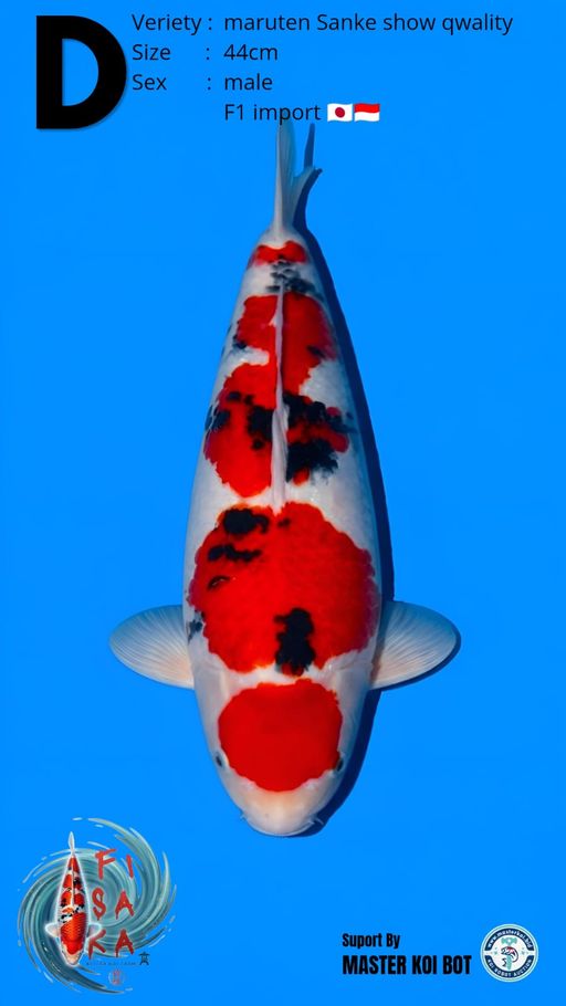 Lelang Koi Online, Jual Beli Ikan Koi, Pusat Jual Beli Koi, Info Lelang Koi Hari Ini, Platform Jual Beli Koi, Jual Beli Ikan Koi Online, Marketplace Ikan Koi, Jual Koi Terbaik, Tempat Beli Koi Berkualitas, Pasar Ikan Koi Online Terpercaya, Penjual Ikan Koi Terpercaya, Beli Koi Hias Online, Ikan Koi untuk Dijual, Koi Kualitas Terbaik, Toko Online Ikan Koi, Koi Hias Untuk Dijual, Jual Beli Ikan Koi Lokal, Koi Indonesia Online, Pusat Jual Beli Koi Terbesar