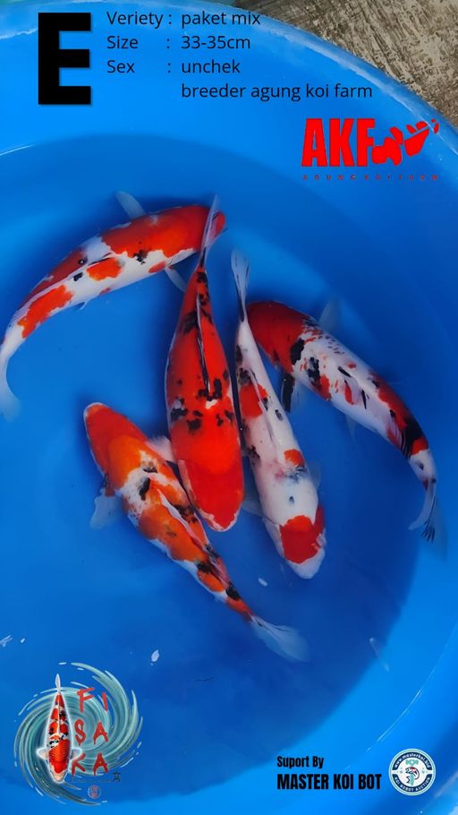 Lelang Koi Online, Jual Beli Ikan Koi, Pusat Jual Beli Koi, Info Lelang Koi Hari Ini, Platform Jual Beli Koi, Jual Beli Ikan Koi Online, Marketplace Ikan Koi, Jual Koi Terbaik, Tempat Beli Koi Berkualitas, Pasar Ikan Koi Online Terpercaya, Penjual Ikan Koi Terpercaya, Beli Koi Hias Online, Ikan Koi untuk Dijual, Koi Kualitas Terbaik, Toko Online Ikan Koi, Koi Hias Untuk Dijual, Jual Beli Ikan Koi Lokal, Koi Indonesia Online, Pusat Jual Beli Koi Terbesar