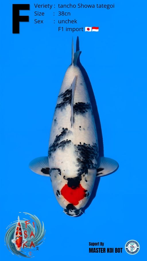 Lelang Koi Online, Jual Beli Ikan Koi, Pusat Jual Beli Koi, Info Lelang Koi Hari Ini, Platform Jual Beli Koi, Jual Beli Ikan Koi Online, Marketplace Ikan Koi, Jual Koi Terbaik, Tempat Beli Koi Berkualitas, Pasar Ikan Koi Online Terpercaya, Penjual Ikan Koi Terpercaya, Beli Koi Hias Online, Ikan Koi untuk Dijual, Koi Kualitas Terbaik, Toko Online Ikan Koi, Koi Hias Untuk Dijual, Jual Beli Ikan Koi Lokal, Koi Indonesia Online, Pusat Jual Beli Koi Terbesar