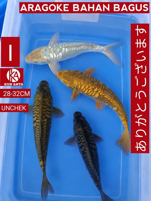 Lelang Koi Online, Jual Beli Ikan Koi, Pusat Jual Beli Koi, Info Lelang Koi Hari Ini, Platform Jual Beli Koi, Jual Beli Ikan Koi Online, Marketplace Ikan Koi, Jual Koi Terbaik, Tempat Beli Koi Berkualitas, Pasar Ikan Koi Online Terpercaya, Penjual Ikan Koi Terpercaya, Beli Koi Hias Online, Ikan Koi untuk Dijual, Koi Kualitas Terbaik, Toko Online Ikan Koi, Koi Hias Untuk Dijual, Jual Beli Ikan Koi Lokal, Koi Indonesia Online, Pusat Jual Beli Koi Terbesar
