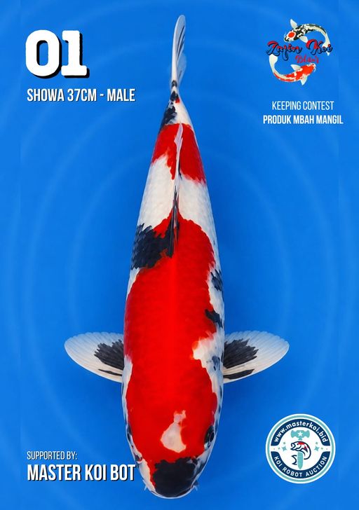 Lelang Koi Online, Jual Beli Ikan Koi, Pusat Jual Beli Koi, Info Lelang Koi Hari Ini, Platform Jual Beli Koi, Jual Beli Ikan Koi Online, Marketplace Ikan Koi, Jual Koi Terbaik, Tempat Beli Koi Berkualitas, Pasar Ikan Koi Online Terpercaya, Penjual Ikan Koi Terpercaya, Beli Koi Hias Online, Ikan Koi untuk Dijual, Koi Kualitas Terbaik, Toko Online Ikan Koi, Koi Hias Untuk Dijual, Jual Beli Ikan Koi Lokal, Koi Indonesia Online, Pusat Jual Beli Koi Terbesar