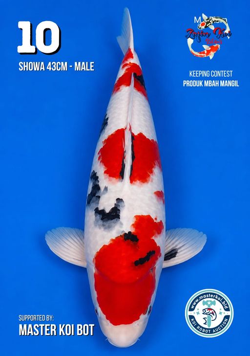Lelang Koi Online, Jual Beli Ikan Koi, Pusat Jual Beli Koi, Info Lelang Koi Hari Ini, Platform Jual Beli Koi, Jual Beli Ikan Koi Online, Marketplace Ikan Koi, Jual Koi Terbaik, Tempat Beli Koi Berkualitas, Pasar Ikan Koi Online Terpercaya, Penjual Ikan Koi Terpercaya, Beli Koi Hias Online, Ikan Koi untuk Dijual, Koi Kualitas Terbaik, Toko Online Ikan Koi, Koi Hias Untuk Dijual, Jual Beli Ikan Koi Lokal, Koi Indonesia Online, Pusat Jual Beli Koi Terbesar