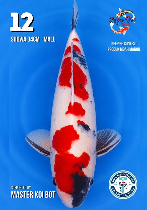 Lelang Koi Online, Jual Beli Ikan Koi, Pusat Jual Beli Koi, Info Lelang Koi Hari Ini, Platform Jual Beli Koi, Jual Beli Ikan Koi Online, Marketplace Ikan Koi, Jual Koi Terbaik, Tempat Beli Koi Berkualitas, Pasar Ikan Koi Online Terpercaya, Penjual Ikan Koi Terpercaya, Beli Koi Hias Online, Ikan Koi untuk Dijual, Koi Kualitas Terbaik, Toko Online Ikan Koi, Koi Hias Untuk Dijual, Jual Beli Ikan Koi Lokal, Koi Indonesia Online, Pusat Jual Beli Koi Terbesar