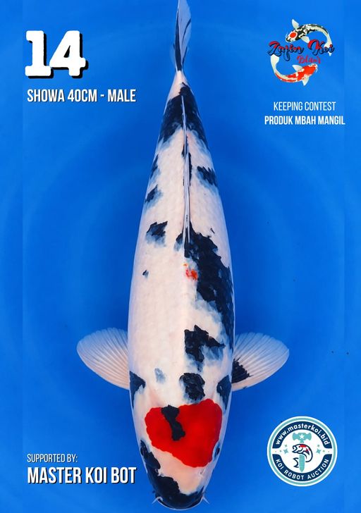 Lelang Koi Online, Jual Beli Ikan Koi, Pusat Jual Beli Koi, Info Lelang Koi Hari Ini, Platform Jual Beli Koi, Jual Beli Ikan Koi Online, Marketplace Ikan Koi, Jual Koi Terbaik, Tempat Beli Koi Berkualitas, Pasar Ikan Koi Online Terpercaya, Penjual Ikan Koi Terpercaya, Beli Koi Hias Online, Ikan Koi untuk Dijual, Koi Kualitas Terbaik, Toko Online Ikan Koi, Koi Hias Untuk Dijual, Jual Beli Ikan Koi Lokal, Koi Indonesia Online, Pusat Jual Beli Koi Terbesar