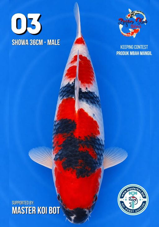 Lelang Koi Online, Jual Beli Ikan Koi, Pusat Jual Beli Koi, Info Lelang Koi Hari Ini, Platform Jual Beli Koi, Jual Beli Ikan Koi Online, Marketplace Ikan Koi, Jual Koi Terbaik, Tempat Beli Koi Berkualitas, Pasar Ikan Koi Online Terpercaya, Penjual Ikan Koi Terpercaya, Beli Koi Hias Online, Ikan Koi untuk Dijual, Koi Kualitas Terbaik, Toko Online Ikan Koi, Koi Hias Untuk Dijual, Jual Beli Ikan Koi Lokal, Koi Indonesia Online, Pusat Jual Beli Koi Terbesar