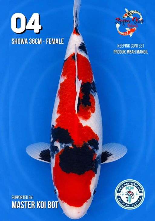 Lelang Koi Online, Jual Beli Ikan Koi, Pusat Jual Beli Koi, Info Lelang Koi Hari Ini, Platform Jual Beli Koi, Jual Beli Ikan Koi Online, Marketplace Ikan Koi, Jual Koi Terbaik, Tempat Beli Koi Berkualitas, Pasar Ikan Koi Online Terpercaya, Penjual Ikan Koi Terpercaya, Beli Koi Hias Online, Ikan Koi untuk Dijual, Koi Kualitas Terbaik, Toko Online Ikan Koi, Koi Hias Untuk Dijual, Jual Beli Ikan Koi Lokal, Koi Indonesia Online, Pusat Jual Beli Koi Terbesar