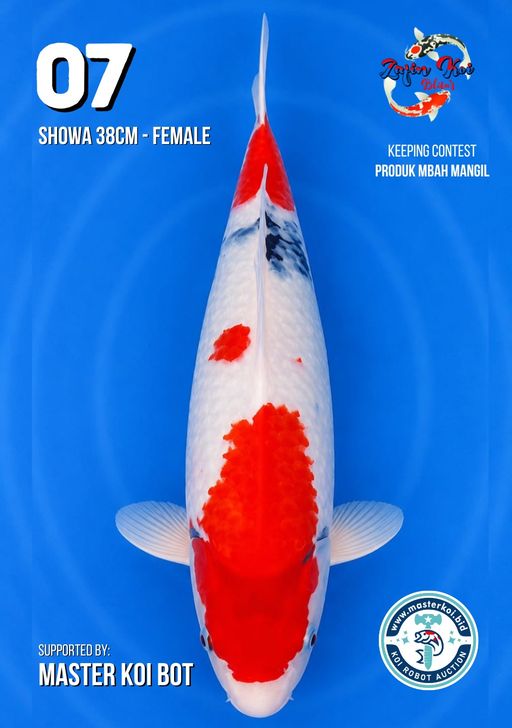 Lelang Koi Online, Jual Beli Ikan Koi, Pusat Jual Beli Koi, Info Lelang Koi Hari Ini, Platform Jual Beli Koi, Jual Beli Ikan Koi Online, Marketplace Ikan Koi, Jual Koi Terbaik, Tempat Beli Koi Berkualitas, Pasar Ikan Koi Online Terpercaya, Penjual Ikan Koi Terpercaya, Beli Koi Hias Online, Ikan Koi untuk Dijual, Koi Kualitas Terbaik, Toko Online Ikan Koi, Koi Hias Untuk Dijual, Jual Beli Ikan Koi Lokal, Koi Indonesia Online, Pusat Jual Beli Koi Terbesar
