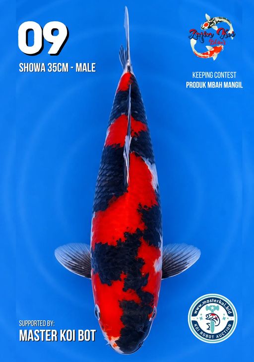 Lelang Koi Online, Jual Beli Ikan Koi, Pusat Jual Beli Koi, Info Lelang Koi Hari Ini, Platform Jual Beli Koi, Jual Beli Ikan Koi Online, Marketplace Ikan Koi, Jual Koi Terbaik, Tempat Beli Koi Berkualitas, Pasar Ikan Koi Online Terpercaya, Penjual Ikan Koi Terpercaya, Beli Koi Hias Online, Ikan Koi untuk Dijual, Koi Kualitas Terbaik, Toko Online Ikan Koi, Koi Hias Untuk Dijual, Jual Beli Ikan Koi Lokal, Koi Indonesia Online, Pusat Jual Beli Koi Terbesar