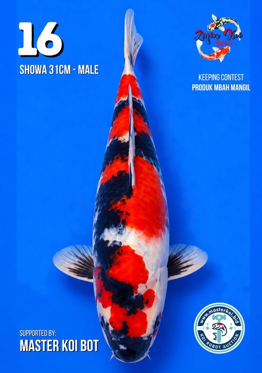 Lelang Koi Online, Jual Beli Ikan Koi, Pusat Jual Beli Koi, Info Lelang Koi Hari Ini, Platform Jual Beli Koi, Jual Beli Ikan Koi Online, Marketplace Ikan Koi, Jual Koi Terbaik, Tempat Beli Koi Berkualitas, Pasar Ikan Koi Online Terpercaya, Penjual Ikan Koi Terpercaya, Beli Koi Hias Online, Ikan Koi untuk Dijual, Koi Kualitas Terbaik, Toko Online Ikan Koi, Koi Hias Untuk Dijual, Jual Beli Ikan Koi Lokal, Koi Indonesia Online, Pusat Jual Beli Koi Terbesar