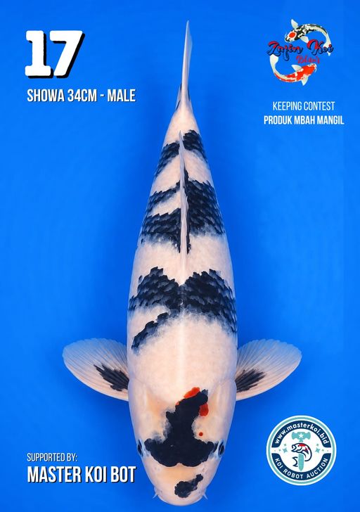 Lelang Koi Online, Jual Beli Ikan Koi, Pusat Jual Beli Koi, Info Lelang Koi Hari Ini, Platform Jual Beli Koi, Jual Beli Ikan Koi Online, Marketplace Ikan Koi, Jual Koi Terbaik, Tempat Beli Koi Berkualitas, Pasar Ikan Koi Online Terpercaya, Penjual Ikan Koi Terpercaya, Beli Koi Hias Online, Ikan Koi untuk Dijual, Koi Kualitas Terbaik, Toko Online Ikan Koi, Koi Hias Untuk Dijual, Jual Beli Ikan Koi Lokal, Koi Indonesia Online, Pusat Jual Beli Koi Terbesar