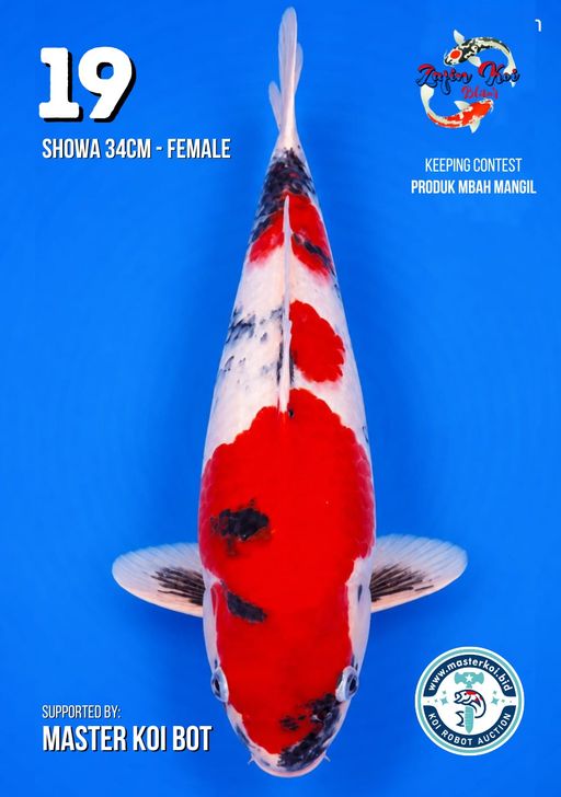 Lelang Koi Online, Jual Beli Ikan Koi, Pusat Jual Beli Koi, Info Lelang Koi Hari Ini, Platform Jual Beli Koi, Jual Beli Ikan Koi Online, Marketplace Ikan Koi, Jual Koi Terbaik, Tempat Beli Koi Berkualitas, Pasar Ikan Koi Online Terpercaya, Penjual Ikan Koi Terpercaya, Beli Koi Hias Online, Ikan Koi untuk Dijual, Koi Kualitas Terbaik, Toko Online Ikan Koi, Koi Hias Untuk Dijual, Jual Beli Ikan Koi Lokal, Koi Indonesia Online, Pusat Jual Beli Koi Terbesar