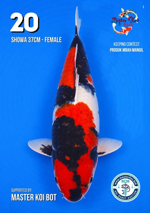 Lelang Koi Online, Jual Beli Ikan Koi, Pusat Jual Beli Koi, Info Lelang Koi Hari Ini, Platform Jual Beli Koi, Jual Beli Ikan Koi Online, Marketplace Ikan Koi, Jual Koi Terbaik, Tempat Beli Koi Berkualitas, Pasar Ikan Koi Online Terpercaya, Penjual Ikan Koi Terpercaya, Beli Koi Hias Online, Ikan Koi untuk Dijual, Koi Kualitas Terbaik, Toko Online Ikan Koi, Koi Hias Untuk Dijual, Jual Beli Ikan Koi Lokal, Koi Indonesia Online, Pusat Jual Beli Koi Terbesar
