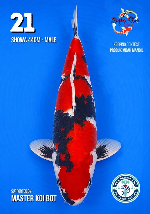 Lelang Koi Online, Jual Beli Ikan Koi, Pusat Jual Beli Koi, Info Lelang Koi Hari Ini, Platform Jual Beli Koi, Jual Beli Ikan Koi Online, Marketplace Ikan Koi, Jual Koi Terbaik, Tempat Beli Koi Berkualitas, Pasar Ikan Koi Online Terpercaya, Penjual Ikan Koi Terpercaya, Beli Koi Hias Online, Ikan Koi untuk Dijual, Koi Kualitas Terbaik, Toko Online Ikan Koi, Koi Hias Untuk Dijual, Jual Beli Ikan Koi Lokal, Koi Indonesia Online, Pusat Jual Beli Koi Terbesar