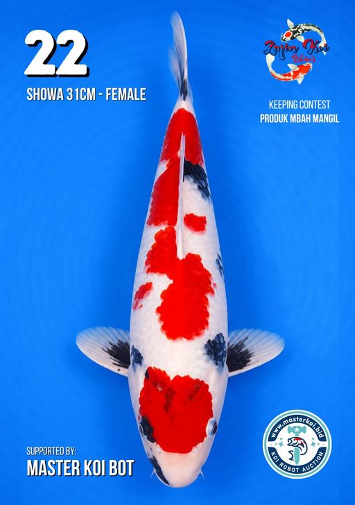 Lelang Koi Online, Jual Beli Ikan Koi, Pusat Jual Beli Koi, Info Lelang Koi Hari Ini, Platform Jual Beli Koi, Jual Beli Ikan Koi Online, Marketplace Ikan Koi, Jual Koi Terbaik, Tempat Beli Koi Berkualitas, Pasar Ikan Koi Online Terpercaya, Penjual Ikan Koi Terpercaya, Beli Koi Hias Online, Ikan Koi untuk Dijual, Koi Kualitas Terbaik, Toko Online Ikan Koi, Koi Hias Untuk Dijual, Jual Beli Ikan Koi Lokal, Koi Indonesia Online, Pusat Jual Beli Koi Terbesar