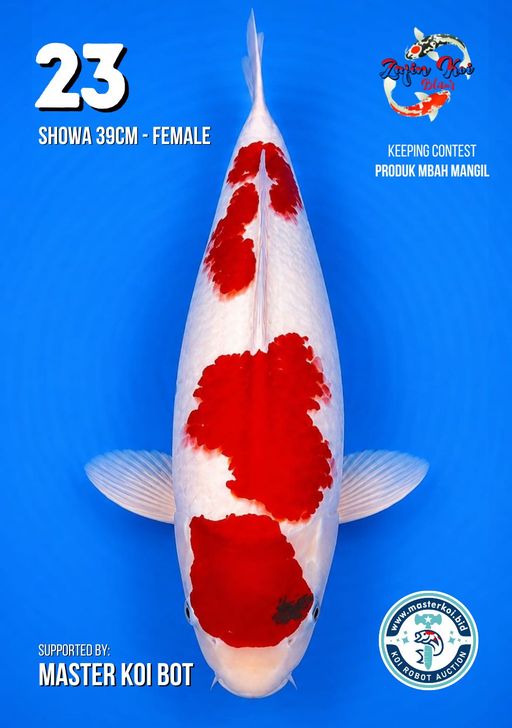 Lelang Koi Online, Jual Beli Ikan Koi, Pusat Jual Beli Koi, Info Lelang Koi Hari Ini, Platform Jual Beli Koi, Jual Beli Ikan Koi Online, Marketplace Ikan Koi, Jual Koi Terbaik, Tempat Beli Koi Berkualitas, Pasar Ikan Koi Online Terpercaya, Penjual Ikan Koi Terpercaya, Beli Koi Hias Online, Ikan Koi untuk Dijual, Koi Kualitas Terbaik, Toko Online Ikan Koi, Koi Hias Untuk Dijual, Jual Beli Ikan Koi Lokal, Koi Indonesia Online, Pusat Jual Beli Koi Terbesar