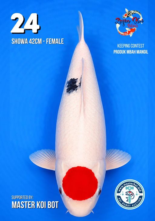 Lelang Koi Online, Jual Beli Ikan Koi, Pusat Jual Beli Koi, Info Lelang Koi Hari Ini, Platform Jual Beli Koi, Jual Beli Ikan Koi Online, Marketplace Ikan Koi, Jual Koi Terbaik, Tempat Beli Koi Berkualitas, Pasar Ikan Koi Online Terpercaya, Penjual Ikan Koi Terpercaya, Beli Koi Hias Online, Ikan Koi untuk Dijual, Koi Kualitas Terbaik, Toko Online Ikan Koi, Koi Hias Untuk Dijual, Jual Beli Ikan Koi Lokal, Koi Indonesia Online, Pusat Jual Beli Koi Terbesar