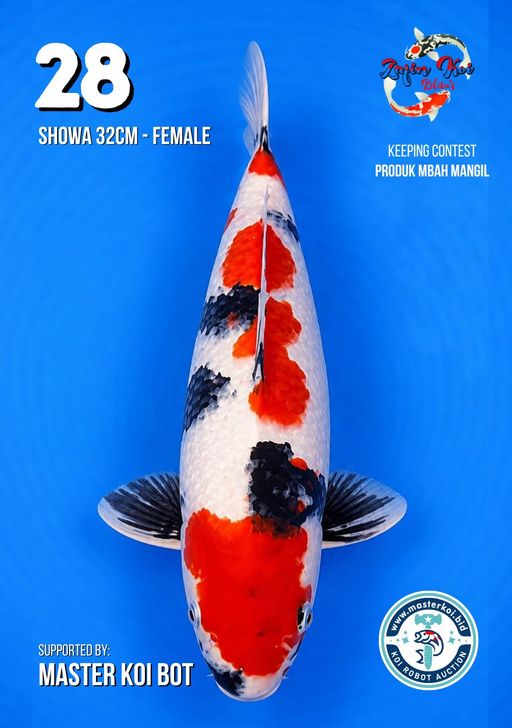 Lelang Koi Online, Jual Beli Ikan Koi, Pusat Jual Beli Koi, Info Lelang Koi Hari Ini, Platform Jual Beli Koi, Jual Beli Ikan Koi Online, Marketplace Ikan Koi, Jual Koi Terbaik, Tempat Beli Koi Berkualitas, Pasar Ikan Koi Online Terpercaya, Penjual Ikan Koi Terpercaya, Beli Koi Hias Online, Ikan Koi untuk Dijual, Koi Kualitas Terbaik, Toko Online Ikan Koi, Koi Hias Untuk Dijual, Jual Beli Ikan Koi Lokal, Koi Indonesia Online, Pusat Jual Beli Koi Terbesar