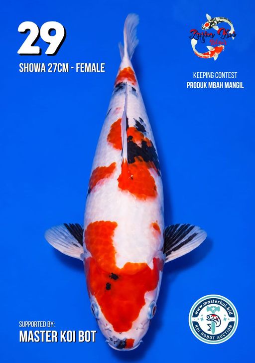 Lelang Koi Online, Jual Beli Ikan Koi, Pusat Jual Beli Koi, Info Lelang Koi Hari Ini, Platform Jual Beli Koi, Jual Beli Ikan Koi Online, Marketplace Ikan Koi, Jual Koi Terbaik, Tempat Beli Koi Berkualitas, Pasar Ikan Koi Online Terpercaya, Penjual Ikan Koi Terpercaya, Beli Koi Hias Online, Ikan Koi untuk Dijual, Koi Kualitas Terbaik, Toko Online Ikan Koi, Koi Hias Untuk Dijual, Jual Beli Ikan Koi Lokal, Koi Indonesia Online, Pusat Jual Beli Koi Terbesar