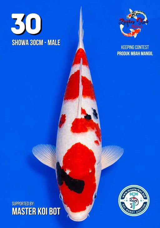 Lelang Koi Online, Jual Beli Ikan Koi, Pusat Jual Beli Koi, Info Lelang Koi Hari Ini, Platform Jual Beli Koi, Jual Beli Ikan Koi Online, Marketplace Ikan Koi, Jual Koi Terbaik, Tempat Beli Koi Berkualitas, Pasar Ikan Koi Online Terpercaya, Penjual Ikan Koi Terpercaya, Beli Koi Hias Online, Ikan Koi untuk Dijual, Koi Kualitas Terbaik, Toko Online Ikan Koi, Koi Hias Untuk Dijual, Jual Beli Ikan Koi Lokal, Koi Indonesia Online, Pusat Jual Beli Koi Terbesar