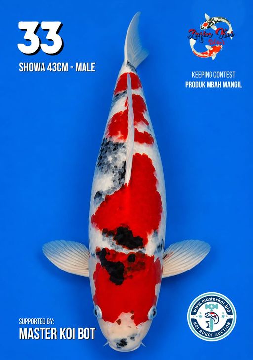 Lelang Koi Online, Jual Beli Ikan Koi, Pusat Jual Beli Koi, Info Lelang Koi Hari Ini, Platform Jual Beli Koi, Jual Beli Ikan Koi Online, Marketplace Ikan Koi, Jual Koi Terbaik, Tempat Beli Koi Berkualitas, Pasar Ikan Koi Online Terpercaya, Penjual Ikan Koi Terpercaya, Beli Koi Hias Online, Ikan Koi untuk Dijual, Koi Kualitas Terbaik, Toko Online Ikan Koi, Koi Hias Untuk Dijual, Jual Beli Ikan Koi Lokal, Koi Indonesia Online, Pusat Jual Beli Koi Terbesar