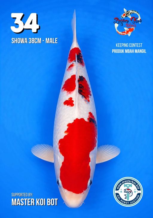 Lelang Koi Online, Jual Beli Ikan Koi, Pusat Jual Beli Koi, Info Lelang Koi Hari Ini, Platform Jual Beli Koi, Jual Beli Ikan Koi Online, Marketplace Ikan Koi, Jual Koi Terbaik, Tempat Beli Koi Berkualitas, Pasar Ikan Koi Online Terpercaya, Penjual Ikan Koi Terpercaya, Beli Koi Hias Online, Ikan Koi untuk Dijual, Koi Kualitas Terbaik, Toko Online Ikan Koi, Koi Hias Untuk Dijual, Jual Beli Ikan Koi Lokal, Koi Indonesia Online, Pusat Jual Beli Koi Terbesar