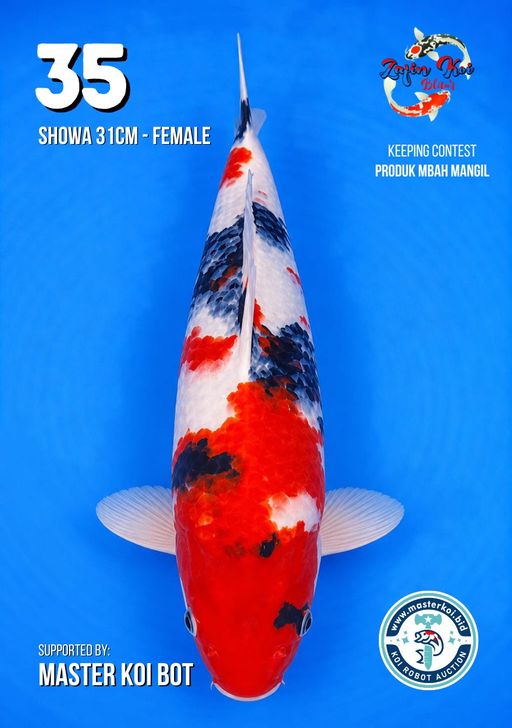 Lelang Koi Online, Jual Beli Ikan Koi, Pusat Jual Beli Koi, Info Lelang Koi Hari Ini, Platform Jual Beli Koi, Jual Beli Ikan Koi Online, Marketplace Ikan Koi, Jual Koi Terbaik, Tempat Beli Koi Berkualitas, Pasar Ikan Koi Online Terpercaya, Penjual Ikan Koi Terpercaya, Beli Koi Hias Online, Ikan Koi untuk Dijual, Koi Kualitas Terbaik, Toko Online Ikan Koi, Koi Hias Untuk Dijual, Jual Beli Ikan Koi Lokal, Koi Indonesia Online, Pusat Jual Beli Koi Terbesar
