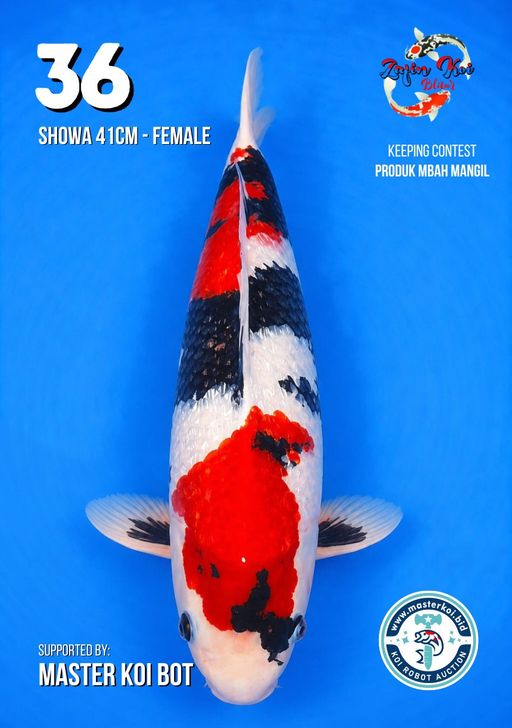 Lelang Koi Online, Jual Beli Ikan Koi, Pusat Jual Beli Koi, Info Lelang Koi Hari Ini, Platform Jual Beli Koi, Jual Beli Ikan Koi Online, Marketplace Ikan Koi, Jual Koi Terbaik, Tempat Beli Koi Berkualitas, Pasar Ikan Koi Online Terpercaya, Penjual Ikan Koi Terpercaya, Beli Koi Hias Online, Ikan Koi untuk Dijual, Koi Kualitas Terbaik, Toko Online Ikan Koi, Koi Hias Untuk Dijual, Jual Beli Ikan Koi Lokal, Koi Indonesia Online, Pusat Jual Beli Koi Terbesar