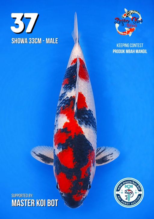 Lelang Koi Online, Jual Beli Ikan Koi, Pusat Jual Beli Koi, Info Lelang Koi Hari Ini, Platform Jual Beli Koi, Jual Beli Ikan Koi Online, Marketplace Ikan Koi, Jual Koi Terbaik, Tempat Beli Koi Berkualitas, Pasar Ikan Koi Online Terpercaya, Penjual Ikan Koi Terpercaya, Beli Koi Hias Online, Ikan Koi untuk Dijual, Koi Kualitas Terbaik, Toko Online Ikan Koi, Koi Hias Untuk Dijual, Jual Beli Ikan Koi Lokal, Koi Indonesia Online, Pusat Jual Beli Koi Terbesar