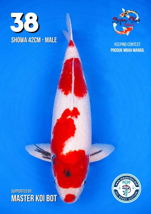 Lelang Koi Online, Jual Beli Ikan Koi, Pusat Jual Beli Koi, Info Lelang Koi Hari Ini, Platform Jual Beli Koi, Jual Beli Ikan Koi Online, Marketplace Ikan Koi, Jual Koi Terbaik, Tempat Beli Koi Berkualitas, Pasar Ikan Koi Online Terpercaya, Penjual Ikan Koi Terpercaya, Beli Koi Hias Online, Ikan Koi untuk Dijual, Koi Kualitas Terbaik, Toko Online Ikan Koi, Koi Hias Untuk Dijual, Jual Beli Ikan Koi Lokal, Koi Indonesia Online, Pusat Jual Beli Koi Terbesar