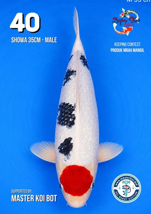 Lelang Koi Online, Jual Beli Ikan Koi, Pusat Jual Beli Koi, Info Lelang Koi Hari Ini, Platform Jual Beli Koi, Jual Beli Ikan Koi Online, Marketplace Ikan Koi, Jual Koi Terbaik, Tempat Beli Koi Berkualitas, Pasar Ikan Koi Online Terpercaya, Penjual Ikan Koi Terpercaya, Beli Koi Hias Online, Ikan Koi untuk Dijual, Koi Kualitas Terbaik, Toko Online Ikan Koi, Koi Hias Untuk Dijual, Jual Beli Ikan Koi Lokal, Koi Indonesia Online, Pusat Jual Beli Koi Terbesar