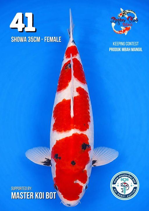 Lelang Koi Online, Jual Beli Ikan Koi, Pusat Jual Beli Koi, Info Lelang Koi Hari Ini, Platform Jual Beli Koi, Jual Beli Ikan Koi Online, Marketplace Ikan Koi, Jual Koi Terbaik, Tempat Beli Koi Berkualitas, Pasar Ikan Koi Online Terpercaya, Penjual Ikan Koi Terpercaya, Beli Koi Hias Online, Ikan Koi untuk Dijual, Koi Kualitas Terbaik, Toko Online Ikan Koi, Koi Hias Untuk Dijual, Jual Beli Ikan Koi Lokal, Koi Indonesia Online, Pusat Jual Beli Koi Terbesar
