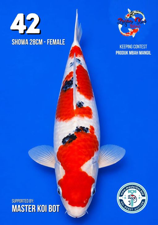 Lelang Koi Online, Jual Beli Ikan Koi, Pusat Jual Beli Koi, Info Lelang Koi Hari Ini, Platform Jual Beli Koi, Jual Beli Ikan Koi Online, Marketplace Ikan Koi, Jual Koi Terbaik, Tempat Beli Koi Berkualitas, Pasar Ikan Koi Online Terpercaya, Penjual Ikan Koi Terpercaya, Beli Koi Hias Online, Ikan Koi untuk Dijual, Koi Kualitas Terbaik, Toko Online Ikan Koi, Koi Hias Untuk Dijual, Jual Beli Ikan Koi Lokal, Koi Indonesia Online, Pusat Jual Beli Koi Terbesar
