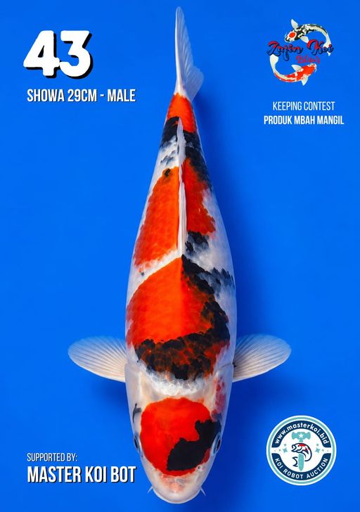 Lelang Koi Online, Jual Beli Ikan Koi, Pusat Jual Beli Koi, Info Lelang Koi Hari Ini, Platform Jual Beli Koi, Jual Beli Ikan Koi Online, Marketplace Ikan Koi, Jual Koi Terbaik, Tempat Beli Koi Berkualitas, Pasar Ikan Koi Online Terpercaya, Penjual Ikan Koi Terpercaya, Beli Koi Hias Online, Ikan Koi untuk Dijual, Koi Kualitas Terbaik, Toko Online Ikan Koi, Koi Hias Untuk Dijual, Jual Beli Ikan Koi Lokal, Koi Indonesia Online, Pusat Jual Beli Koi Terbesar