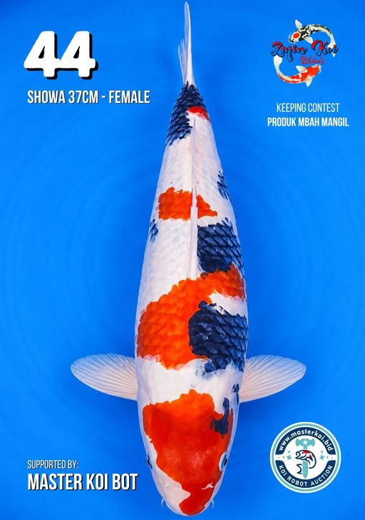 Lelang Koi Online, Jual Beli Ikan Koi, Pusat Jual Beli Koi, Info Lelang Koi Hari Ini, Platform Jual Beli Koi, Jual Beli Ikan Koi Online, Marketplace Ikan Koi, Jual Koi Terbaik, Tempat Beli Koi Berkualitas, Pasar Ikan Koi Online Terpercaya, Penjual Ikan Koi Terpercaya, Beli Koi Hias Online, Ikan Koi untuk Dijual, Koi Kualitas Terbaik, Toko Online Ikan Koi, Koi Hias Untuk Dijual, Jual Beli Ikan Koi Lokal, Koi Indonesia Online, Pusat Jual Beli Koi Terbesar