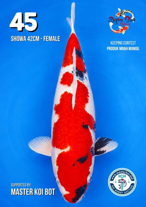Lelang Koi Online, Jual Beli Ikan Koi, Pusat Jual Beli Koi, Info Lelang Koi Hari Ini, Platform Jual Beli Koi, Jual Beli Ikan Koi Online, Marketplace Ikan Koi, Jual Koi Terbaik, Tempat Beli Koi Berkualitas, Pasar Ikan Koi Online Terpercaya, Penjual Ikan Koi Terpercaya, Beli Koi Hias Online, Ikan Koi untuk Dijual, Koi Kualitas Terbaik, Toko Online Ikan Koi, Koi Hias Untuk Dijual, Jual Beli Ikan Koi Lokal, Koi Indonesia Online, Pusat Jual Beli Koi Terbesar