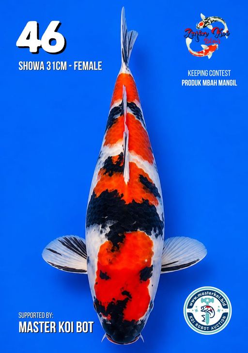 Lelang Koi Online, Jual Beli Ikan Koi, Pusat Jual Beli Koi, Info Lelang Koi Hari Ini, Platform Jual Beli Koi, Jual Beli Ikan Koi Online, Marketplace Ikan Koi, Jual Koi Terbaik, Tempat Beli Koi Berkualitas, Pasar Ikan Koi Online Terpercaya, Penjual Ikan Koi Terpercaya, Beli Koi Hias Online, Ikan Koi untuk Dijual, Koi Kualitas Terbaik, Toko Online Ikan Koi, Koi Hias Untuk Dijual, Jual Beli Ikan Koi Lokal, Koi Indonesia Online, Pusat Jual Beli Koi Terbesar
