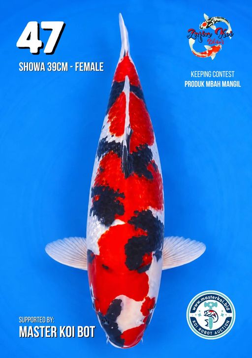 Lelang Koi Online, Jual Beli Ikan Koi, Pusat Jual Beli Koi, Info Lelang Koi Hari Ini, Platform Jual Beli Koi, Jual Beli Ikan Koi Online, Marketplace Ikan Koi, Jual Koi Terbaik, Tempat Beli Koi Berkualitas, Pasar Ikan Koi Online Terpercaya, Penjual Ikan Koi Terpercaya, Beli Koi Hias Online, Ikan Koi untuk Dijual, Koi Kualitas Terbaik, Toko Online Ikan Koi, Koi Hias Untuk Dijual, Jual Beli Ikan Koi Lokal, Koi Indonesia Online, Pusat Jual Beli Koi Terbesar
