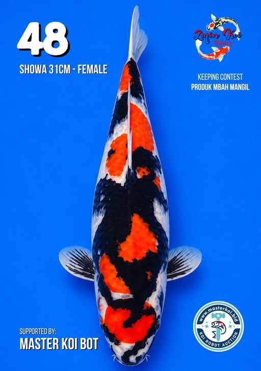 Lelang Koi Online, Jual Beli Ikan Koi, Pusat Jual Beli Koi, Info Lelang Koi Hari Ini, Platform Jual Beli Koi, Jual Beli Ikan Koi Online, Marketplace Ikan Koi, Jual Koi Terbaik, Tempat Beli Koi Berkualitas, Pasar Ikan Koi Online Terpercaya, Penjual Ikan Koi Terpercaya, Beli Koi Hias Online, Ikan Koi untuk Dijual, Koi Kualitas Terbaik, Toko Online Ikan Koi, Koi Hias Untuk Dijual, Jual Beli Ikan Koi Lokal, Koi Indonesia Online, Pusat Jual Beli Koi Terbesar