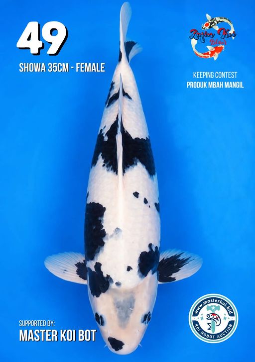 Lelang Koi Online, Jual Beli Ikan Koi, Pusat Jual Beli Koi, Info Lelang Koi Hari Ini, Platform Jual Beli Koi, Jual Beli Ikan Koi Online, Marketplace Ikan Koi, Jual Koi Terbaik, Tempat Beli Koi Berkualitas, Pasar Ikan Koi Online Terpercaya, Penjual Ikan Koi Terpercaya, Beli Koi Hias Online, Ikan Koi untuk Dijual, Koi Kualitas Terbaik, Toko Online Ikan Koi, Koi Hias Untuk Dijual, Jual Beli Ikan Koi Lokal, Koi Indonesia Online, Pusat Jual Beli Koi Terbesar