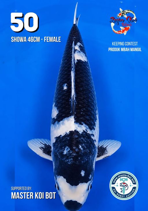 Lelang Koi Online, Jual Beli Ikan Koi, Pusat Jual Beli Koi, Info Lelang Koi Hari Ini, Platform Jual Beli Koi, Jual Beli Ikan Koi Online, Marketplace Ikan Koi, Jual Koi Terbaik, Tempat Beli Koi Berkualitas, Pasar Ikan Koi Online Terpercaya, Penjual Ikan Koi Terpercaya, Beli Koi Hias Online, Ikan Koi untuk Dijual, Koi Kualitas Terbaik, Toko Online Ikan Koi, Koi Hias Untuk Dijual, Jual Beli Ikan Koi Lokal, Koi Indonesia Online, Pusat Jual Beli Koi Terbesar