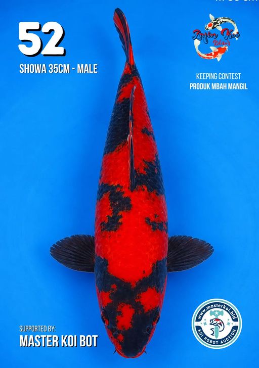 Lelang Koi Online, Jual Beli Ikan Koi, Pusat Jual Beli Koi, Info Lelang Koi Hari Ini, Platform Jual Beli Koi, Jual Beli Ikan Koi Online, Marketplace Ikan Koi, Jual Koi Terbaik, Tempat Beli Koi Berkualitas, Pasar Ikan Koi Online Terpercaya, Penjual Ikan Koi Terpercaya, Beli Koi Hias Online, Ikan Koi untuk Dijual, Koi Kualitas Terbaik, Toko Online Ikan Koi, Koi Hias Untuk Dijual, Jual Beli Ikan Koi Lokal, Koi Indonesia Online, Pusat Jual Beli Koi Terbesar