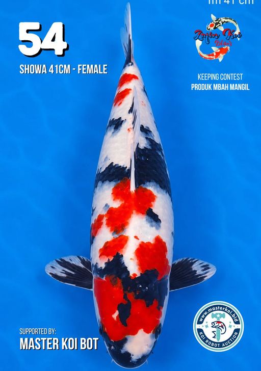Lelang Koi Online, Jual Beli Ikan Koi, Pusat Jual Beli Koi, Info Lelang Koi Hari Ini, Platform Jual Beli Koi, Jual Beli Ikan Koi Online, Marketplace Ikan Koi, Jual Koi Terbaik, Tempat Beli Koi Berkualitas, Pasar Ikan Koi Online Terpercaya, Penjual Ikan Koi Terpercaya, Beli Koi Hias Online, Ikan Koi untuk Dijual, Koi Kualitas Terbaik, Toko Online Ikan Koi, Koi Hias Untuk Dijual, Jual Beli Ikan Koi Lokal, Koi Indonesia Online, Pusat Jual Beli Koi Terbesar