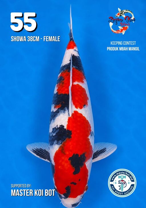 Lelang Koi Online, Jual Beli Ikan Koi, Pusat Jual Beli Koi, Info Lelang Koi Hari Ini, Platform Jual Beli Koi, Jual Beli Ikan Koi Online, Marketplace Ikan Koi, Jual Koi Terbaik, Tempat Beli Koi Berkualitas, Pasar Ikan Koi Online Terpercaya, Penjual Ikan Koi Terpercaya, Beli Koi Hias Online, Ikan Koi untuk Dijual, Koi Kualitas Terbaik, Toko Online Ikan Koi, Koi Hias Untuk Dijual, Jual Beli Ikan Koi Lokal, Koi Indonesia Online, Pusat Jual Beli Koi Terbesar