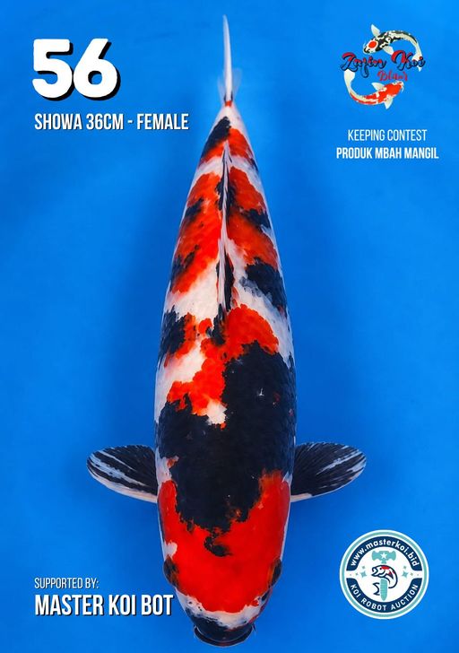 Lelang Koi Online, Jual Beli Ikan Koi, Pusat Jual Beli Koi, Info Lelang Koi Hari Ini, Platform Jual Beli Koi, Jual Beli Ikan Koi Online, Marketplace Ikan Koi, Jual Koi Terbaik, Tempat Beli Koi Berkualitas, Pasar Ikan Koi Online Terpercaya, Penjual Ikan Koi Terpercaya, Beli Koi Hias Online, Ikan Koi untuk Dijual, Koi Kualitas Terbaik, Toko Online Ikan Koi, Koi Hias Untuk Dijual, Jual Beli Ikan Koi Lokal, Koi Indonesia Online, Pusat Jual Beli Koi Terbesar