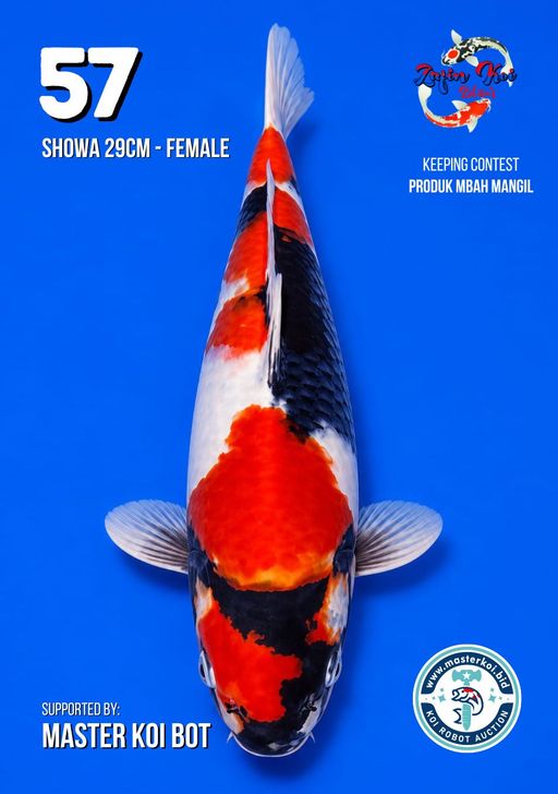 Lelang Koi Online, Jual Beli Ikan Koi, Pusat Jual Beli Koi, Info Lelang Koi Hari Ini, Platform Jual Beli Koi, Jual Beli Ikan Koi Online, Marketplace Ikan Koi, Jual Koi Terbaik, Tempat Beli Koi Berkualitas, Pasar Ikan Koi Online Terpercaya, Penjual Ikan Koi Terpercaya, Beli Koi Hias Online, Ikan Koi untuk Dijual, Koi Kualitas Terbaik, Toko Online Ikan Koi, Koi Hias Untuk Dijual, Jual Beli Ikan Koi Lokal, Koi Indonesia Online, Pusat Jual Beli Koi Terbesar
